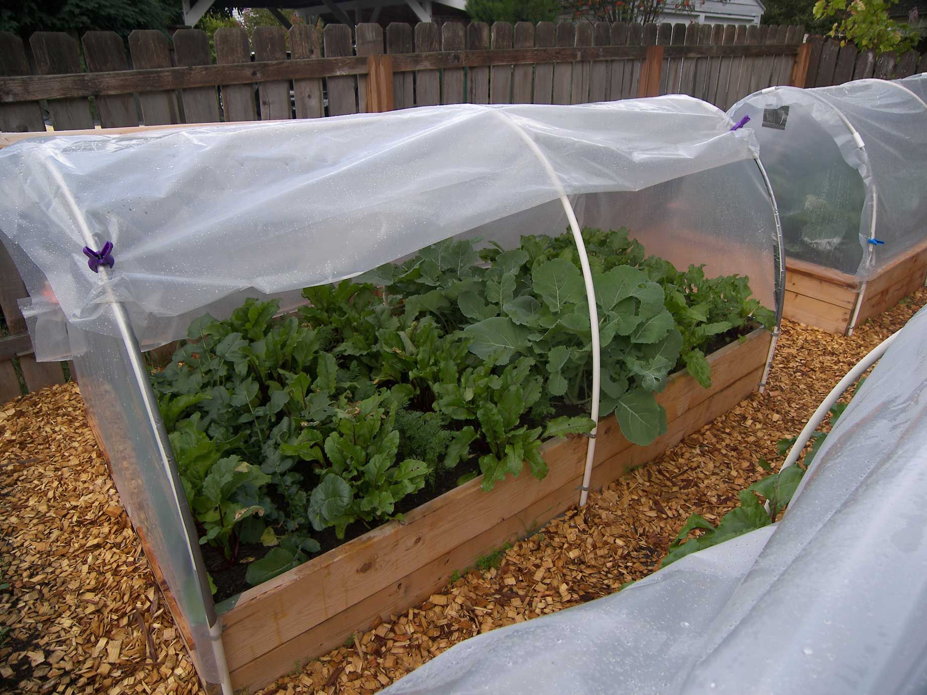 Protective Strategies Shielding Your Plants From Frosts Embrace Bc