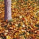 Consider BC Mowing & More for a fall cleanup of your garden