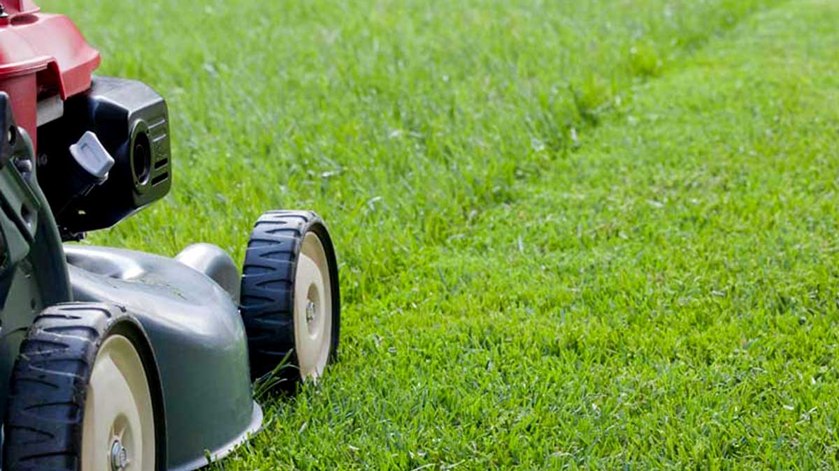 BC Mowing & More lawn mowing services