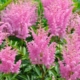 Brightening Up the Shade: Best Shade Plants for Low-Light Gardens