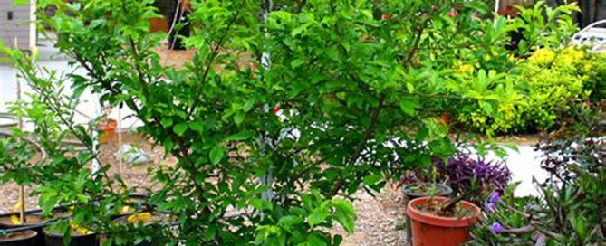 When to Prune Non-fruit Bearing Trees