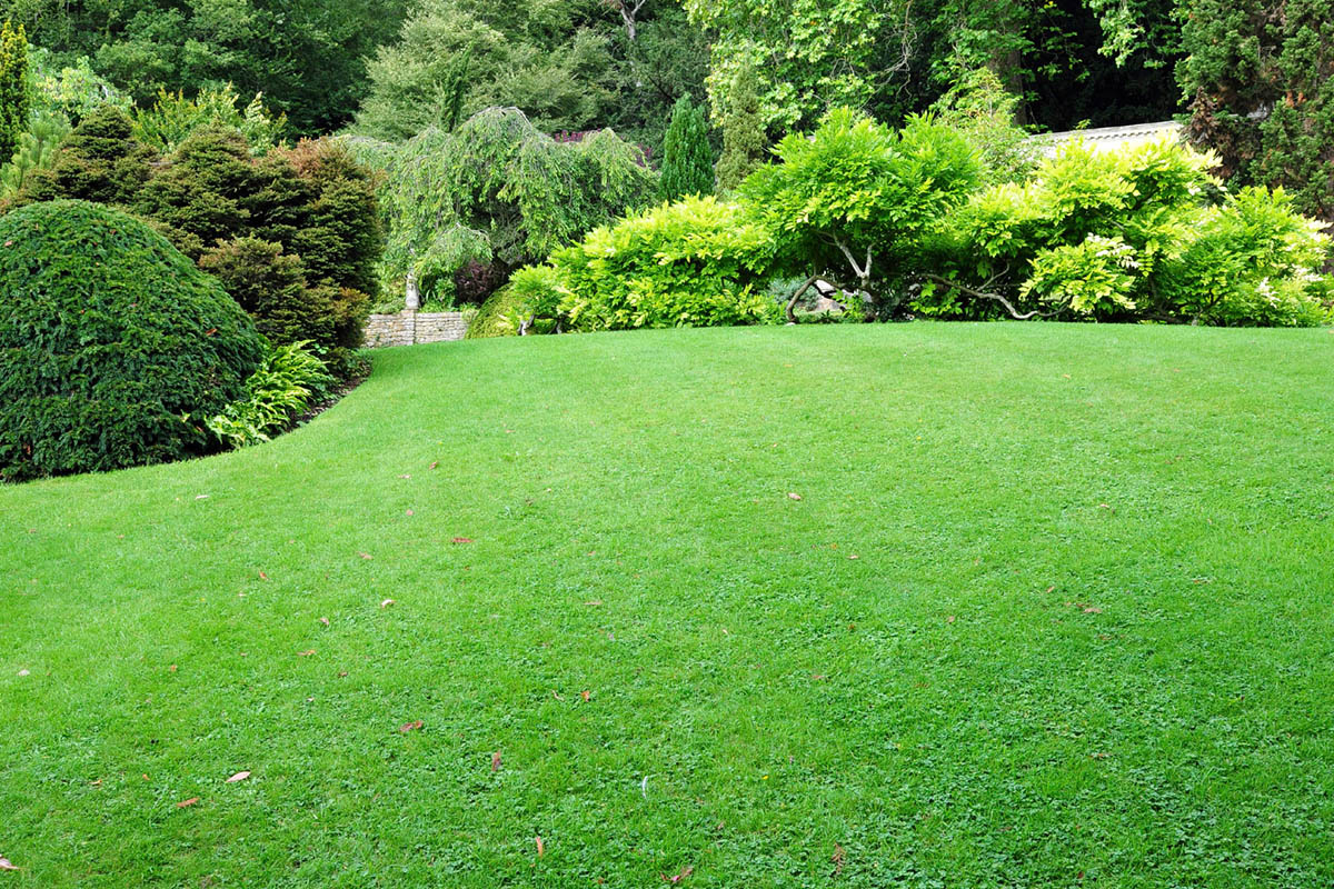 Benefits of Professional Lawn Care