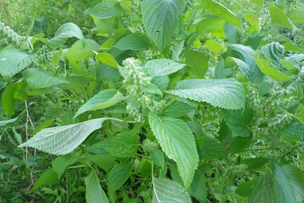 Keeping Weeds at Bay Essential Tips for Gardeners