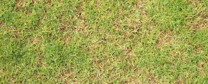 Tackling Troublesome Brown Patches in Your Lawn (4)