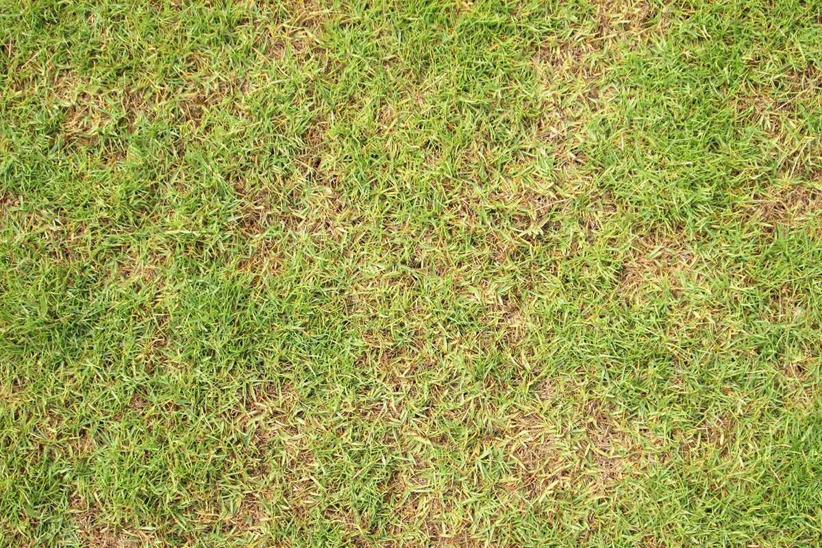 Tackling Troublesome Brown Patches in Your Lawn (4)