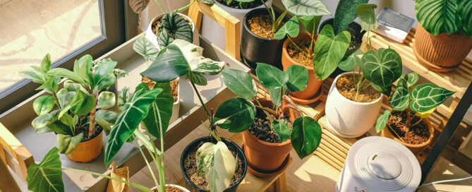 Potted Plants Care