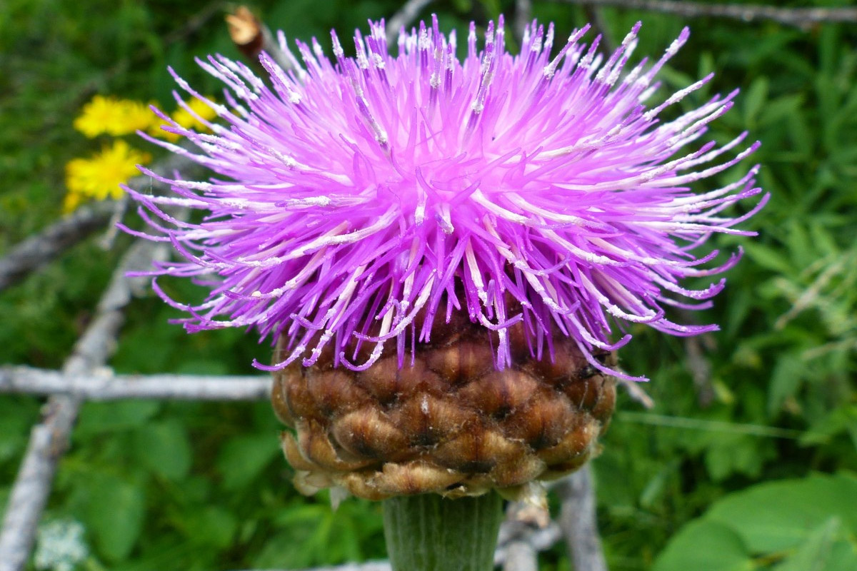 Choosing Fall Plants