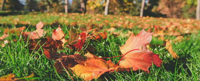 Fall Lawn Preparation