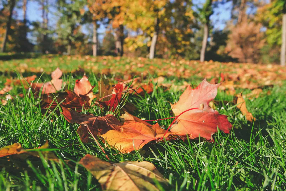 Fall Lawn Preparation