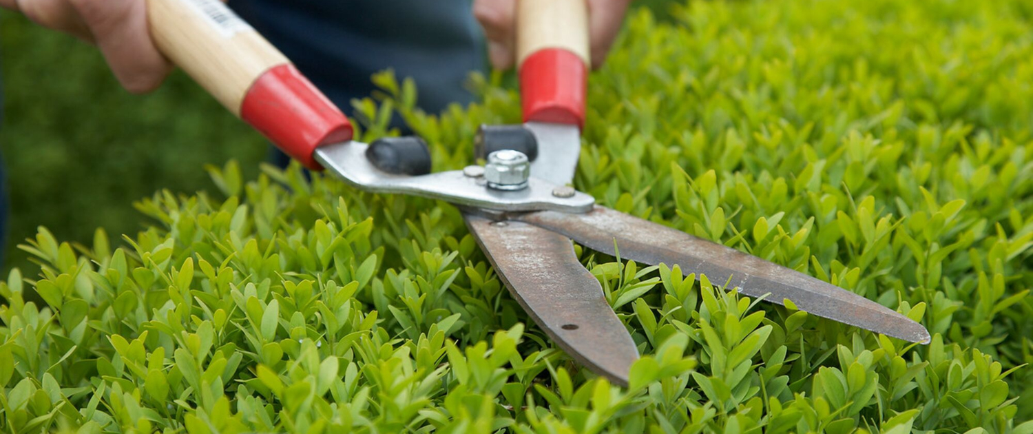 Correct Hedge Trimming and Cutting Techniques