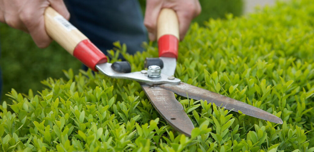 Pruning and Deadheading