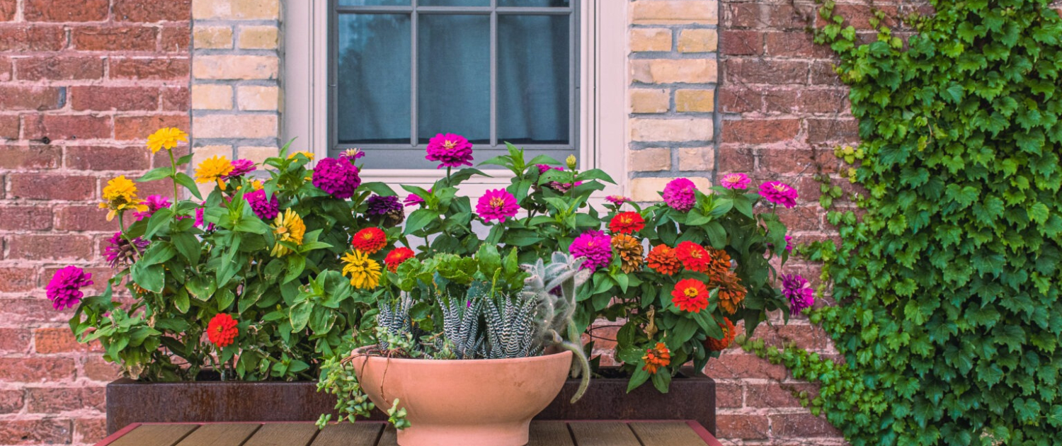 Tips on Caring for Potted Plants