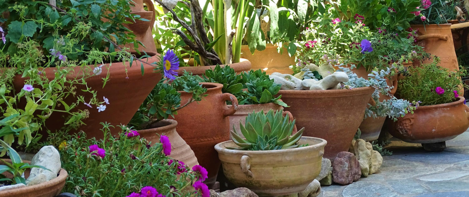 Tips on Caring for Potted Plants (2)