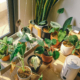 Tips on Caring for Potted Plants (3)