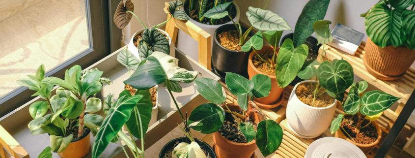 Tips on Caring for Potted Plants (3)