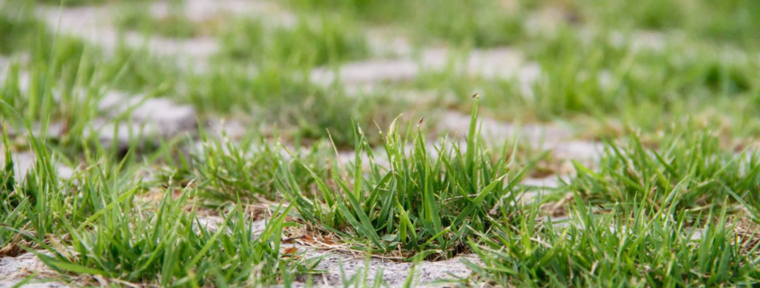 Common Lawn Problem and Solutions