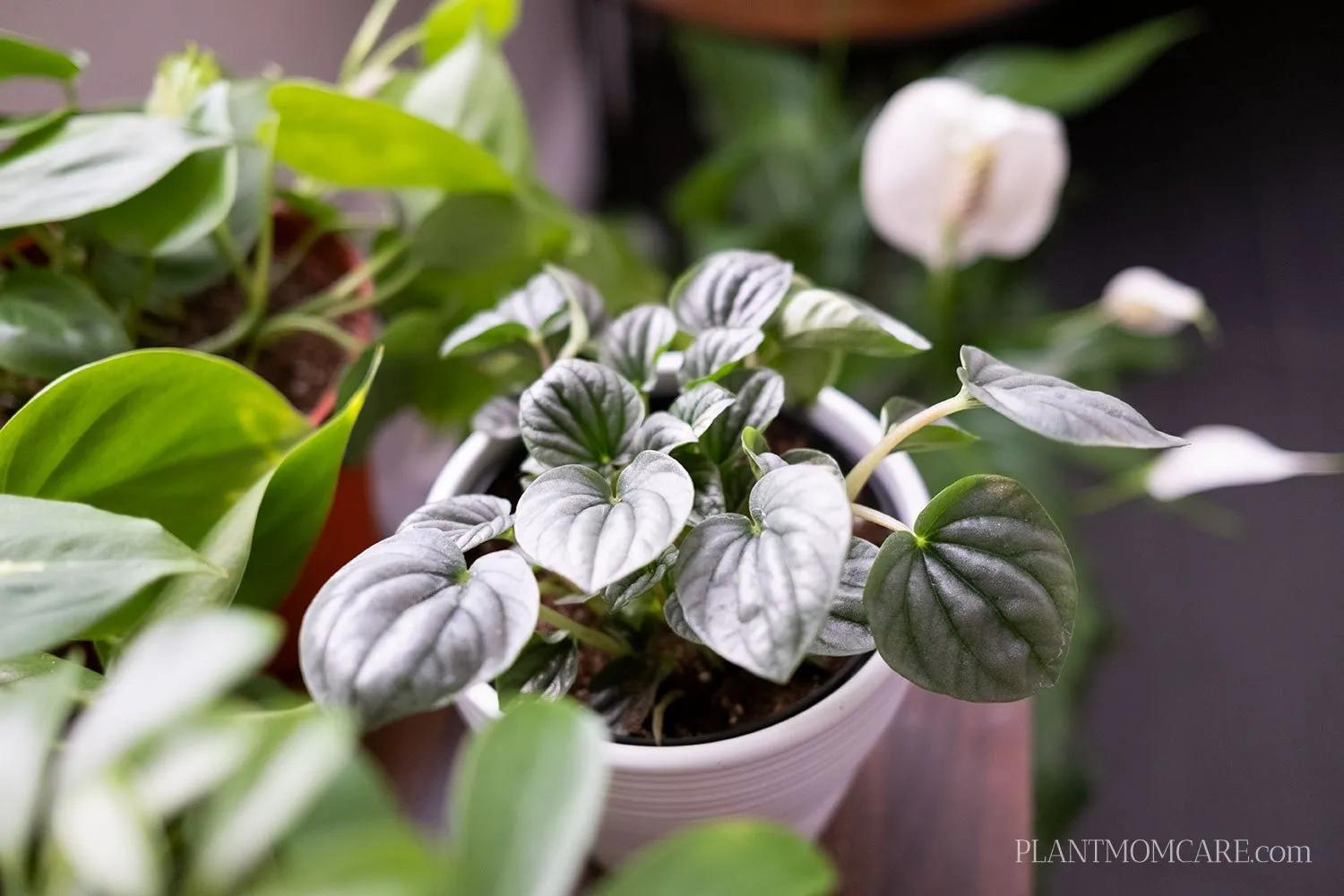 Indoor Gardening Ideas