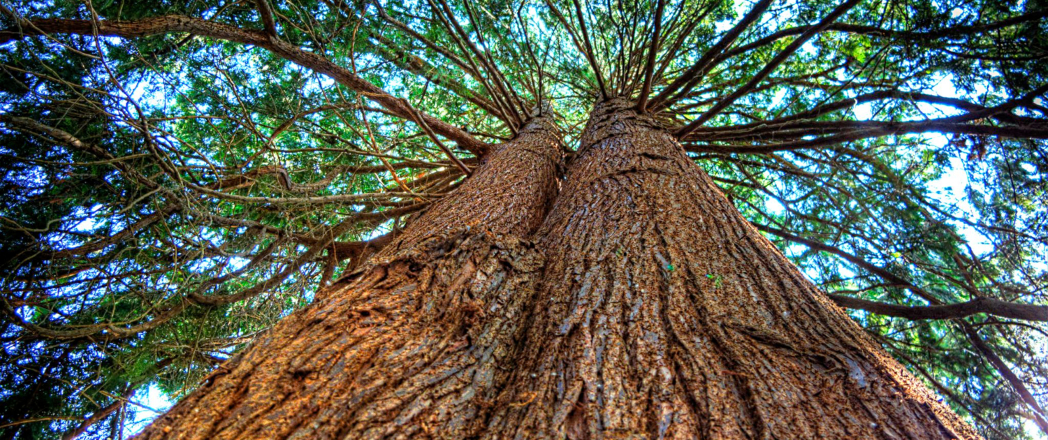 Native Trees: Protectors of Our Ecosystem