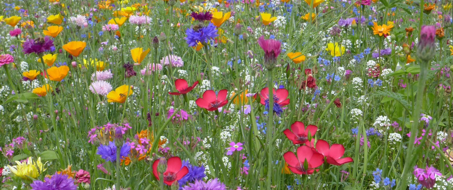 Natural Wildflowers: The Vibrant Color Scheme of Nature