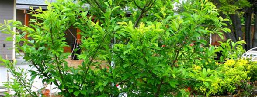 When to Prune Non-fruit Bearing Trees