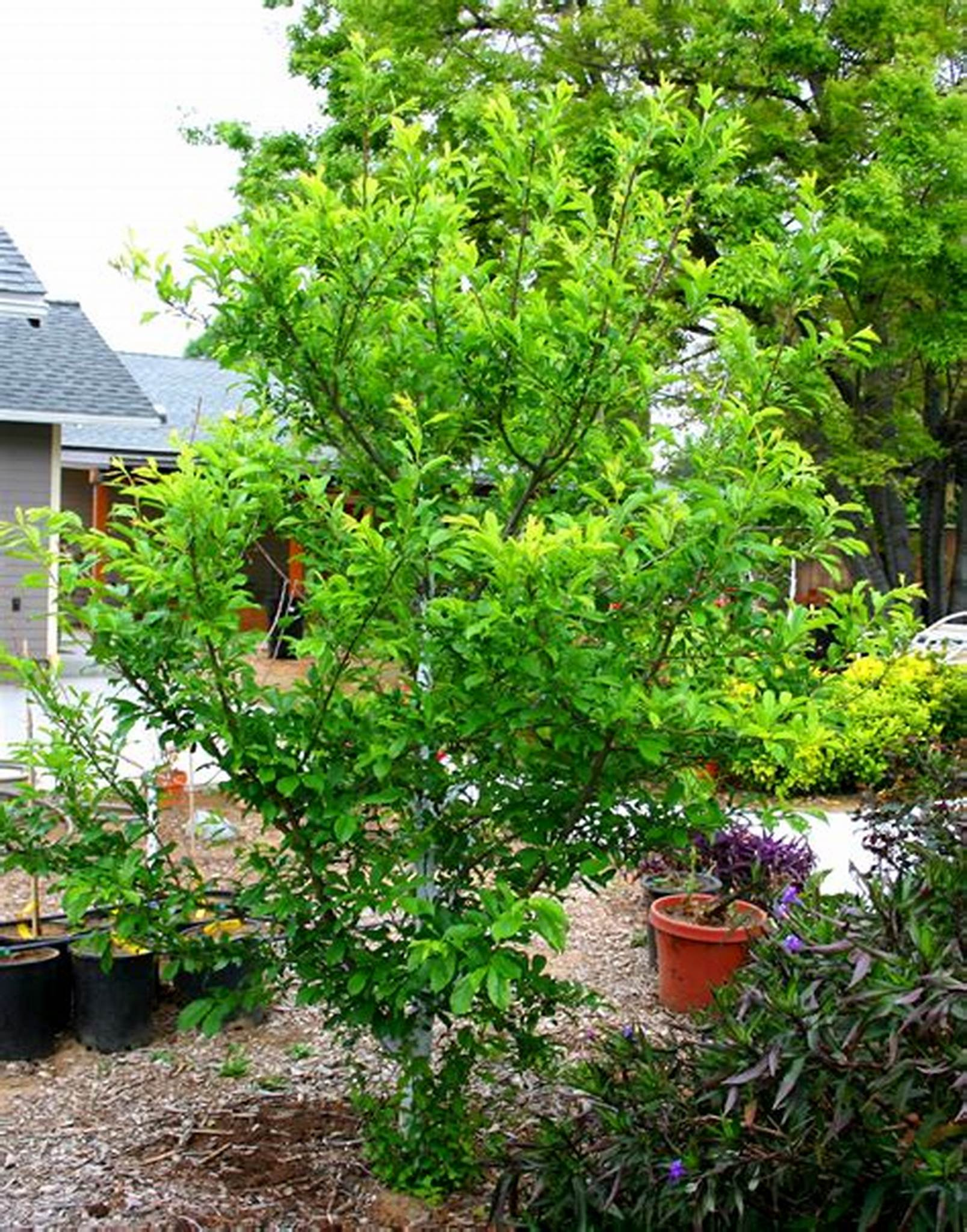 When to Prune Nonfruit Bearing Trees BC Mowing and More!