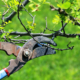 When to Prune Fruit Trees