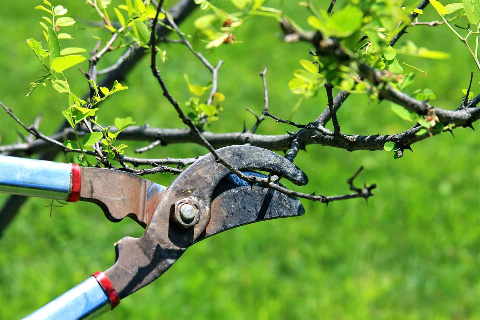 When to Prune Fruit Trees