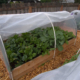Shielding Your Plants from Frost’s Embrace