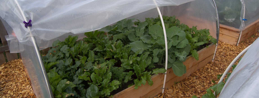 Shielding Your Plants from Frost’s Embrace