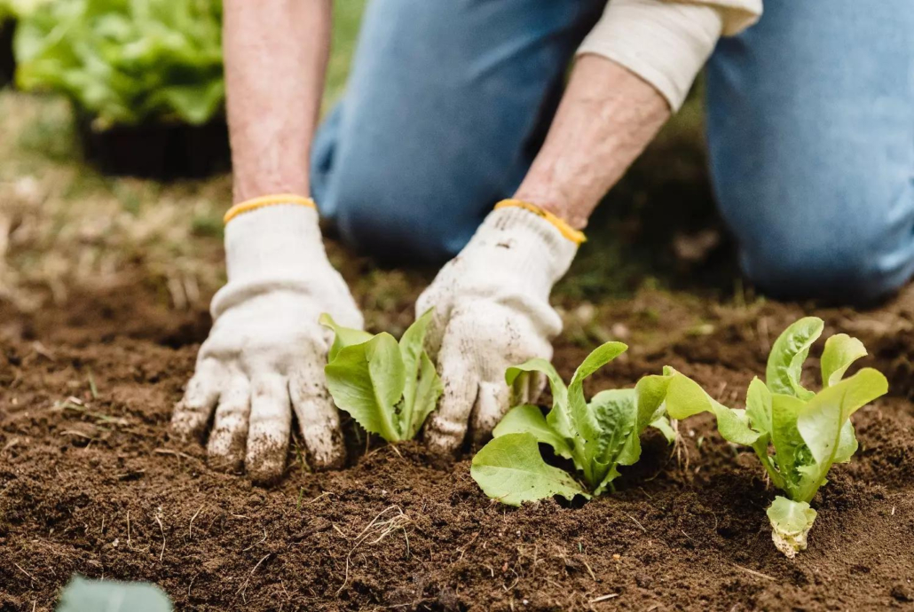 Spring Lawn Care in the Lower Mainland