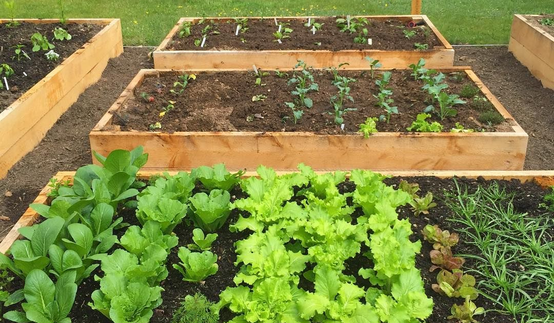 Starting Your Organic Vegetable Patch A Beginner's Guide
