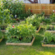 Starting Your Organic Vegetable Patch A Beginner's Guide (2)