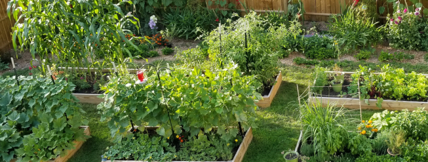 Starting Your Organic Vegetable Patch A Beginner's Guide (2)
