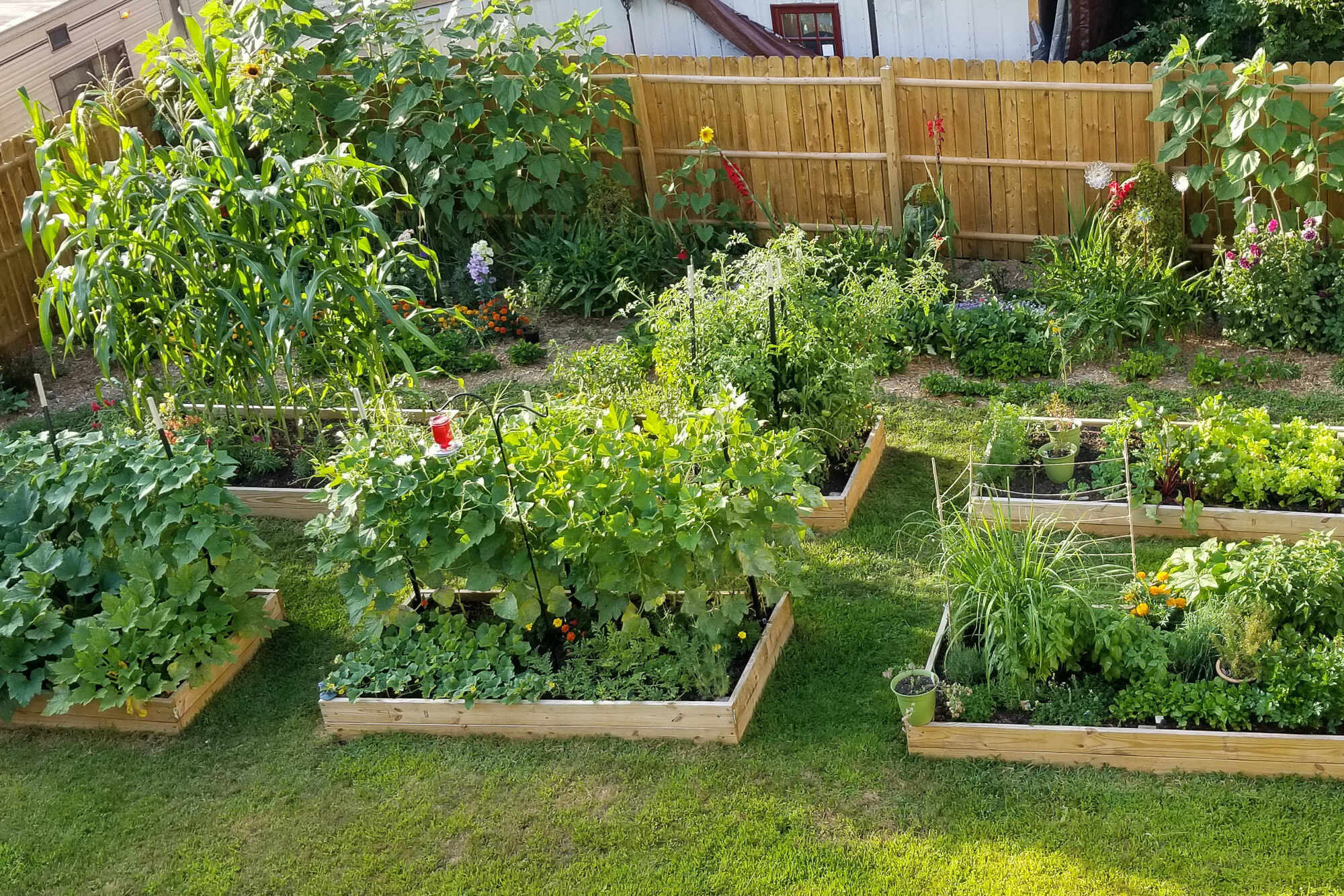 Starting Your Organic Vegetable Patch A Beginner's Guide (2)