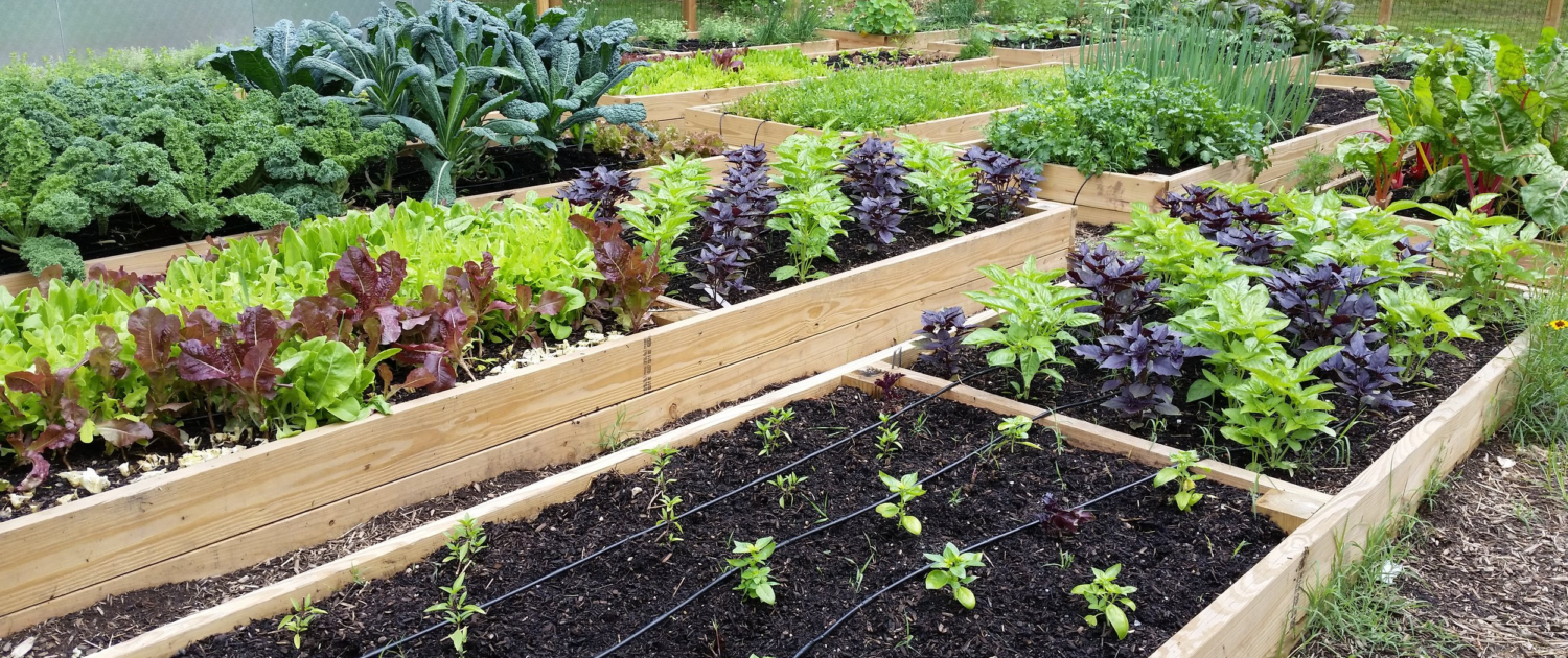 Starting Your Organic Vegetable Patch A Beginner's Guide (3)