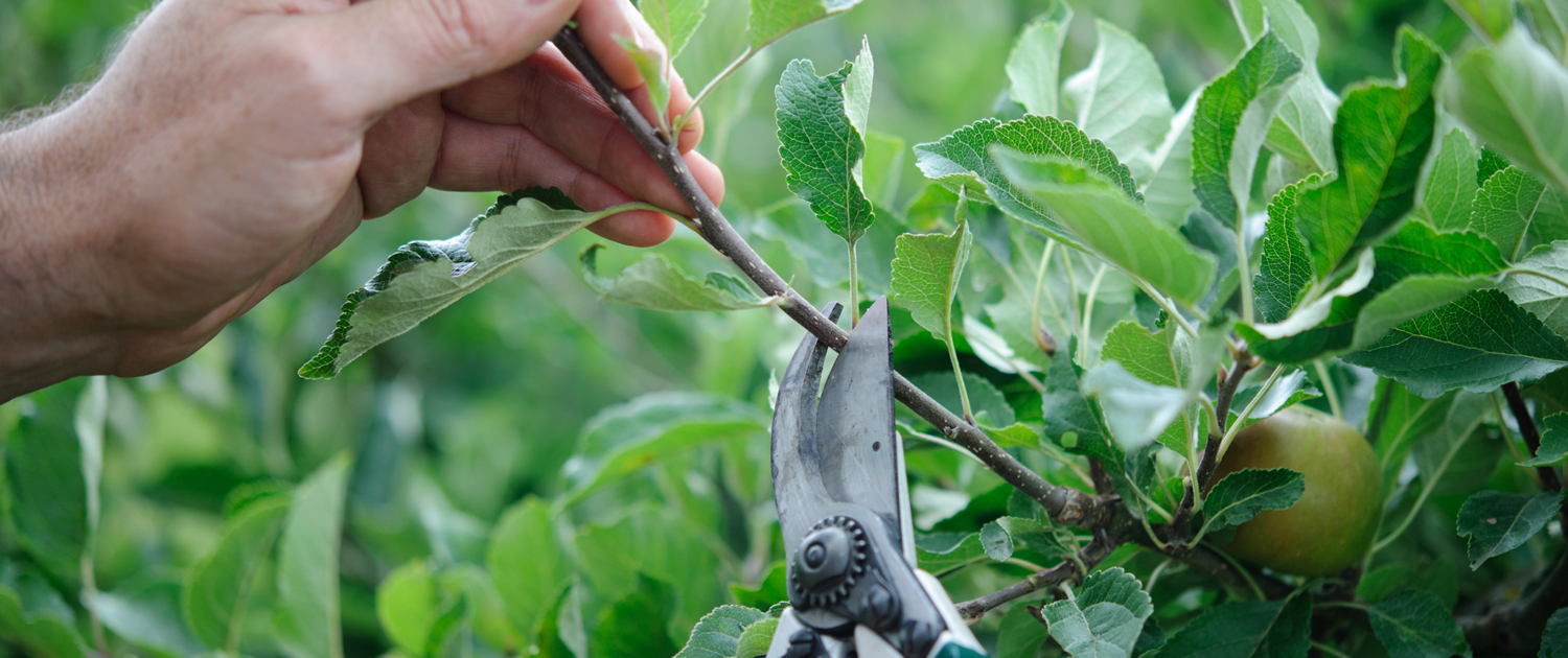 Summer Pruning (After Harvest)