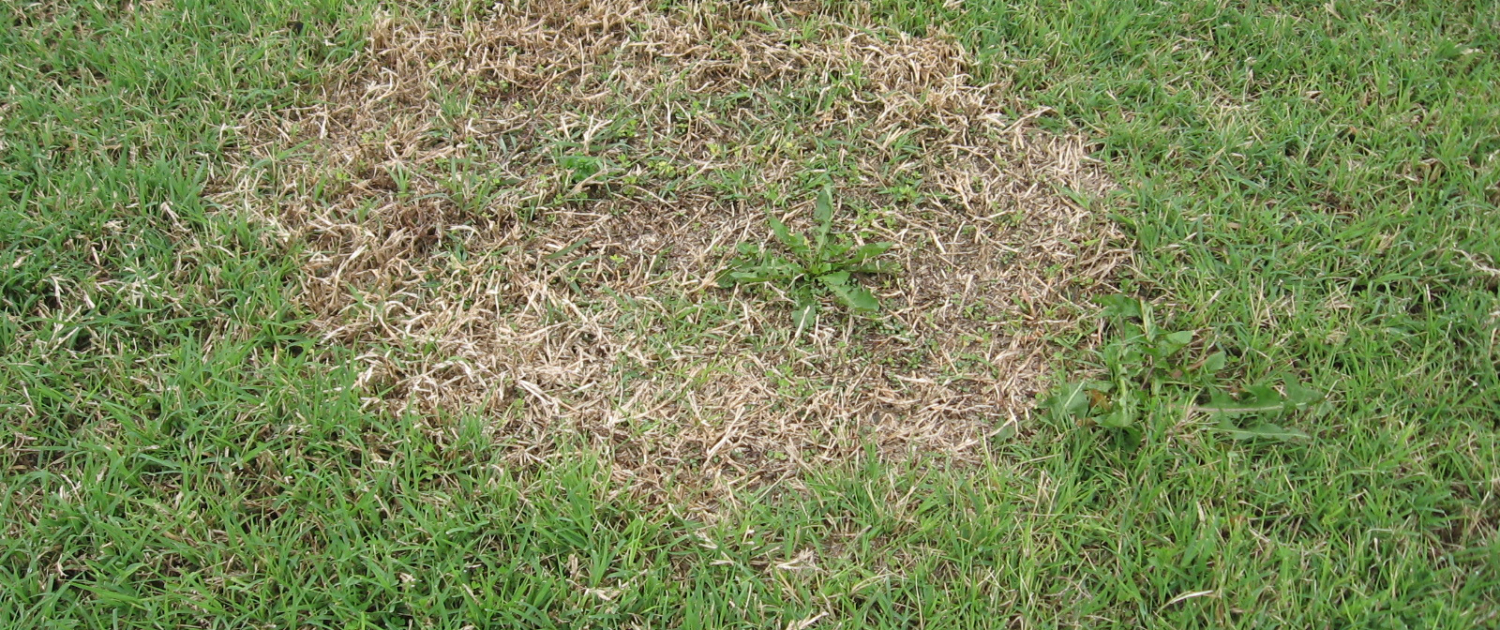 Tackling Troublesome Brown Patches in Your Lawn