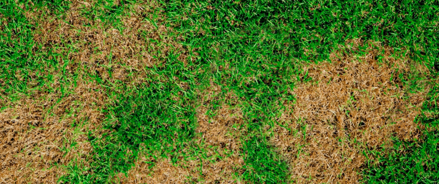 Tackling Troublesome Brown Patches in Your Lawn (3)