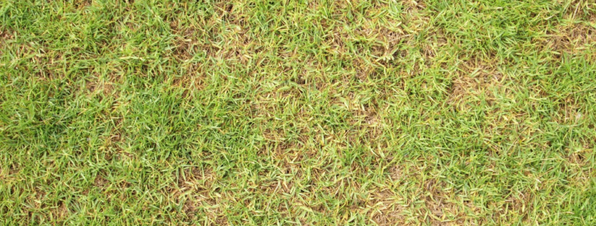 Tackling Troublesome Brown Patches in Your Lawn (4)