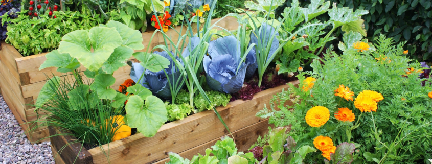 5 Essential Tips for Vegetable Gardening in the Pacific Northwest