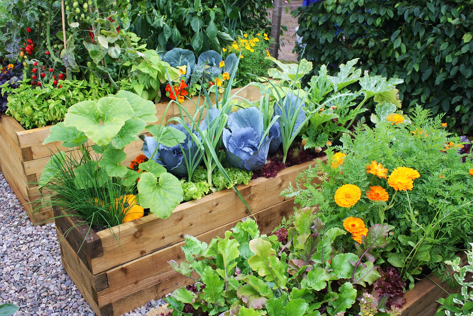 5 Essential Tips for Vegetable Gardening in the Pacific Northwest