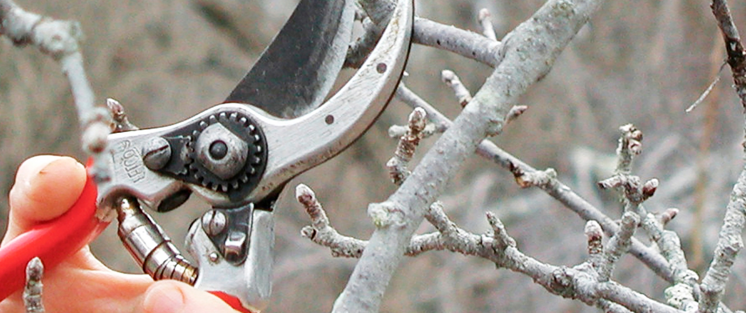 Winter Pruning (Late Fall to Early Spring)