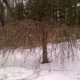 Winter Pruning: Strategies for Shaping Trees and Shrubs
