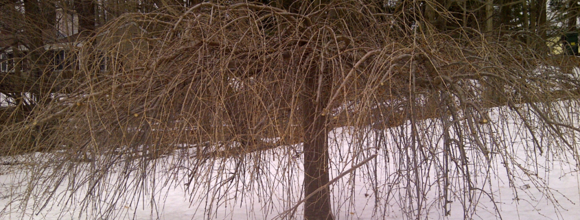 Winter Pruning: Strategies for Shaping Trees and Shrubs