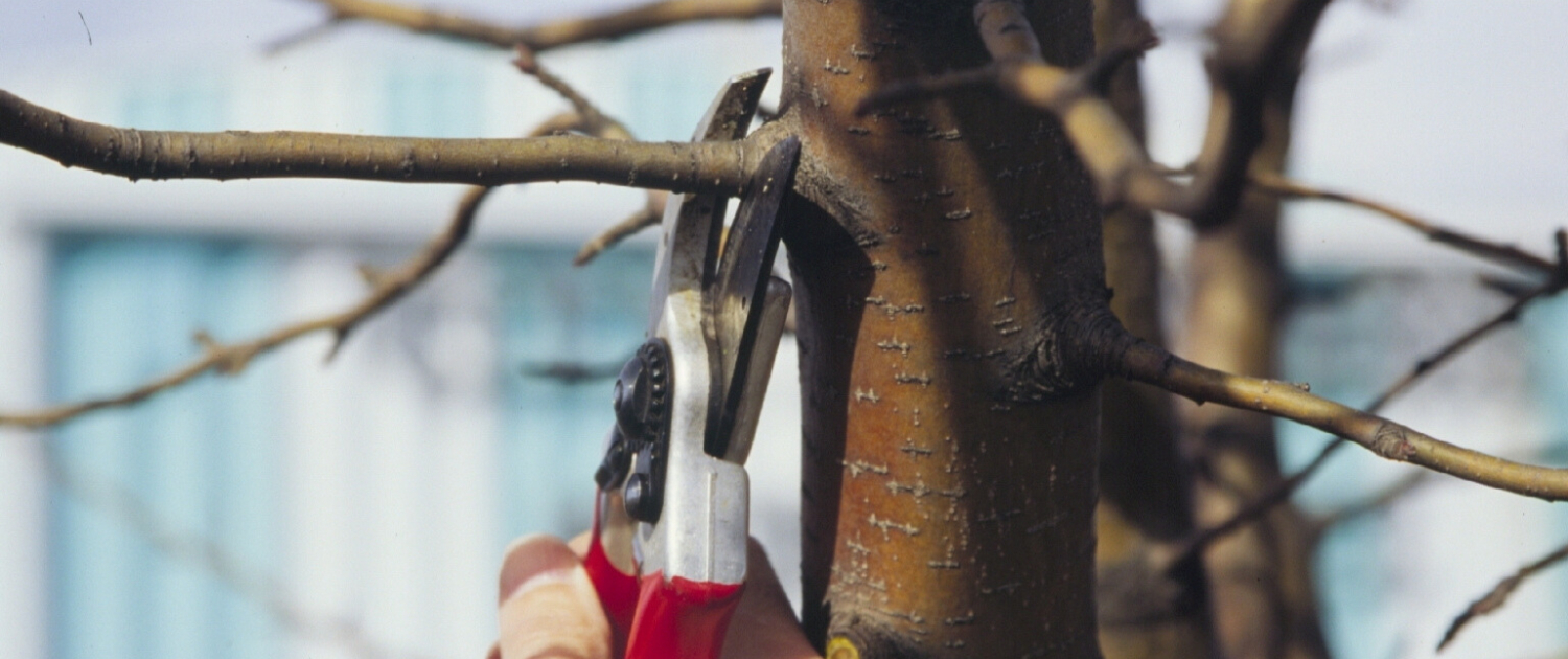 Winter Pruning Dos and Don’ts