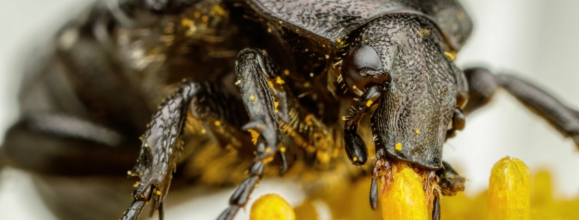 The Chafer Beetle: Nature's Mysterious and Ecologically Important Insect in British Columbia