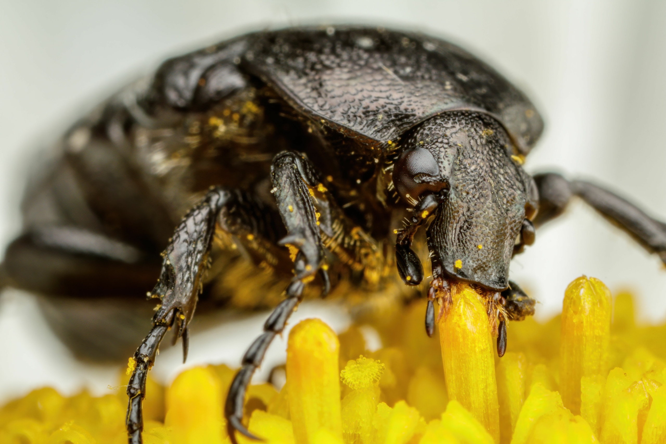 The Chafer Beetle: Nature's Mysterious and Ecologically Important Insect in British Columbia