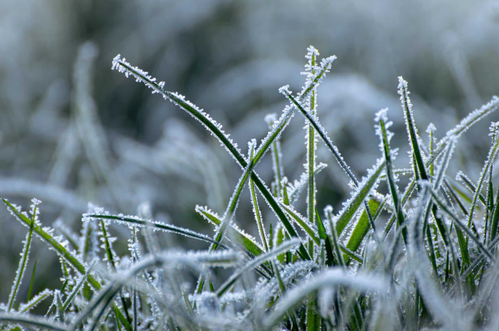 Getting Your Lawn Ready for Winter (2)