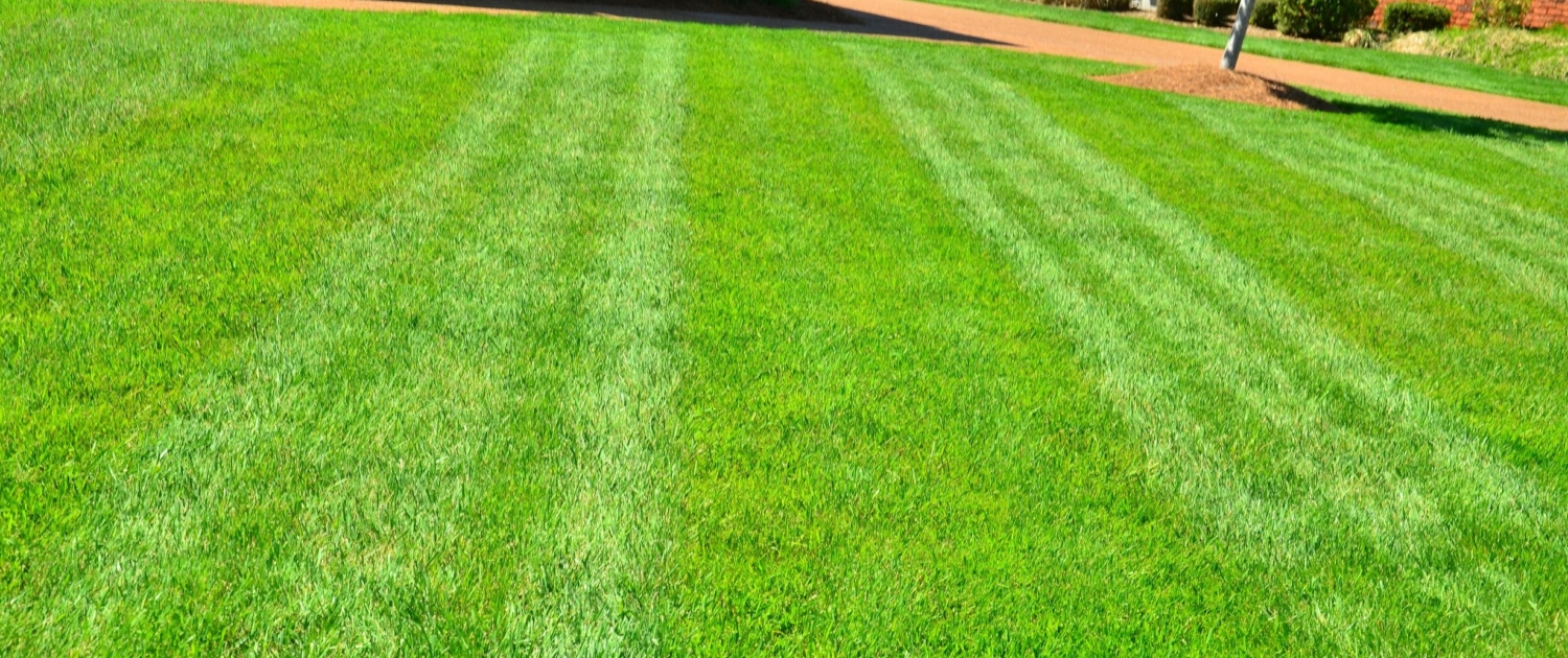 4 Reasons to Invest in Professional Lawn Mowing Services (3)