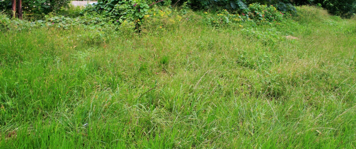 Enhance Your Lawn with Proven Garden Treatments (2)